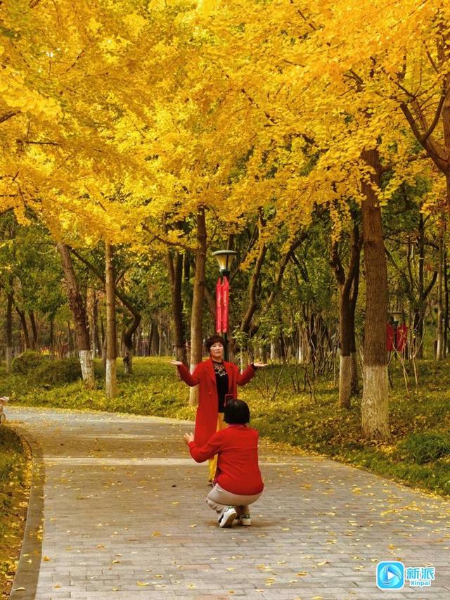 太美了！来潍坊植物园邂逅“落叶纷飞”的金色浪漫