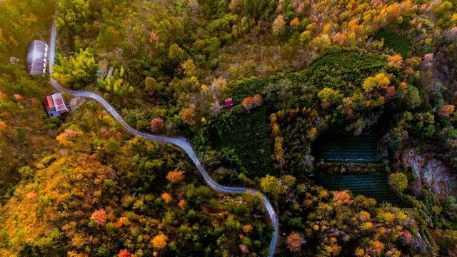 英山冷家山村：红叶漫山醉游人 生态美景引客来