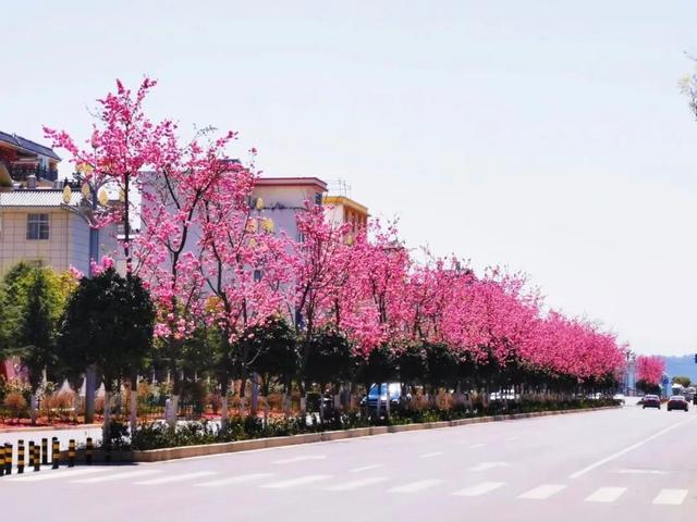 花漾丽江丨风暖樱花开 永胜春光美