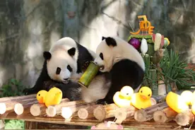 守护国宝熊猫传播公益力量 美的为大熊猫“渝可”“渝爱”庆祝2周岁生日图片