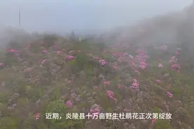 视频 | 炎陵十万亩野生杜鹃次第绽放图片