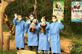热闻｜有名字啦！大熊猫“福宝”妹妹们叫“睿宝”“辉宝”图片
