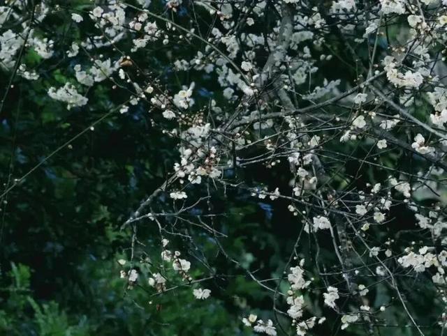 楚雄花开成海！你期盼的春天提前来了