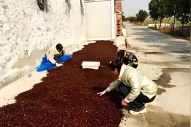 涡阳店集镇：土元养殖开启乡村振兴“虫”富密码图片