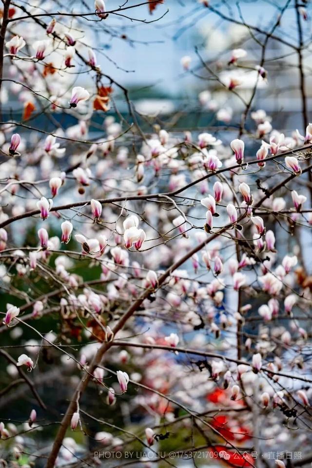 接下来的日照，是这样的…