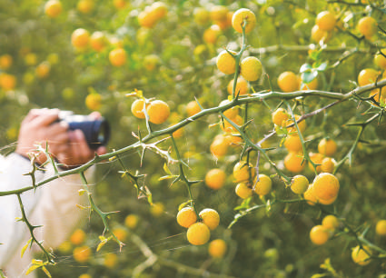 黄河岸边秋光美