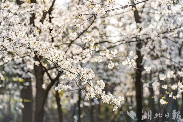 暖冬催开！武汉樱花花期提前