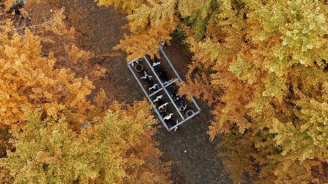 日均客流达平日3倍，新都秋假热门地TOP1