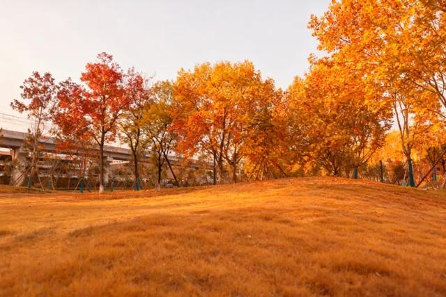 走进西安4大免费开放的宝藏公园