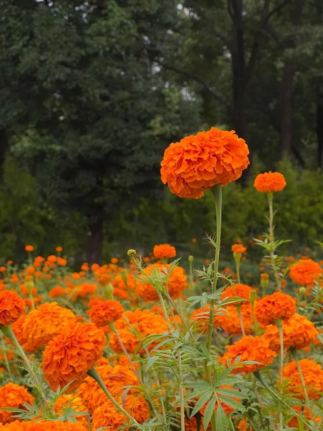 大观公园万寿菊花开正好