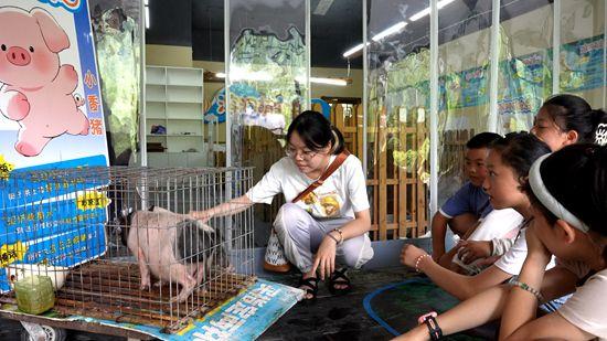 企鹅、海狮、水豚齐相聚 张家界黄龙洞景区“萌宠避暑季”正式开启
