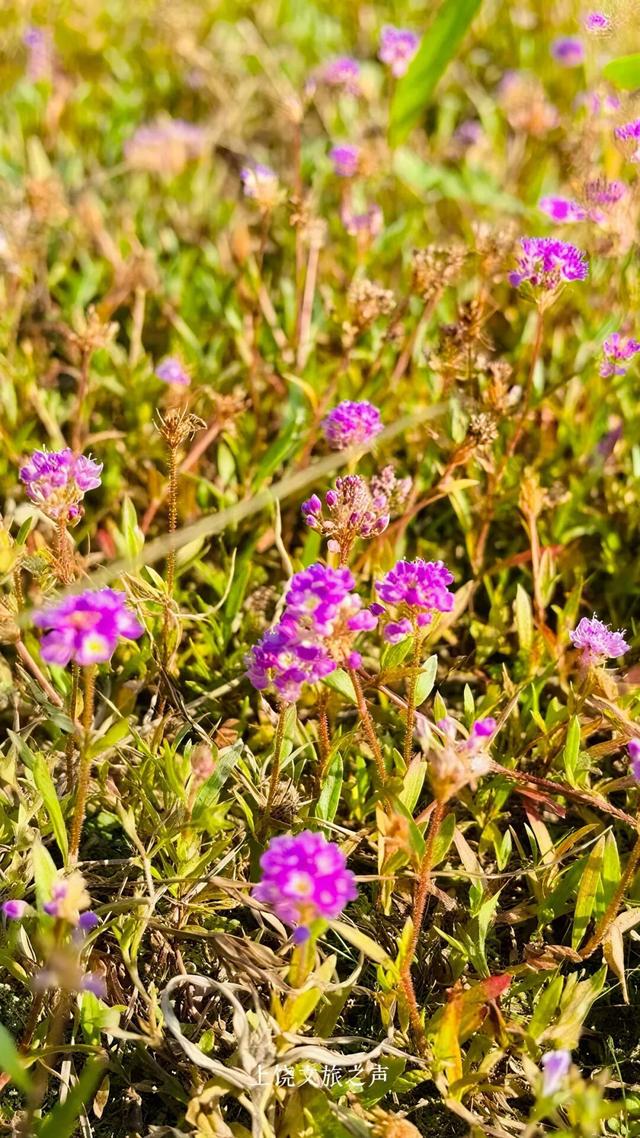 粉紫花海正上演“限定童话”，花期即将结束！