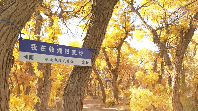 敦煌：胡杨着“金装”  秋色醉游人