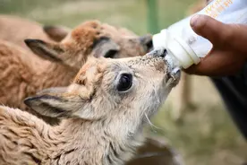 荒野守护人——记坚守无人区的可可西里巡山队图片