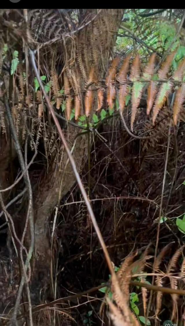 “8岁自闭症男孩苍山失联多日” 搜救志愿者：现场野草2米高，数百人搜索暂未发现男孩踪迹