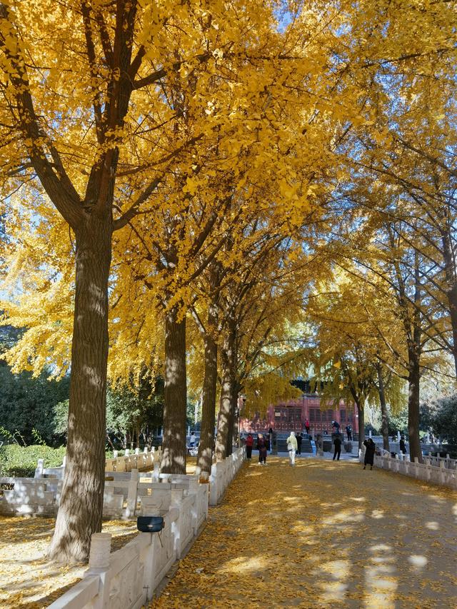 不用跑远门！郑州市区这个公园就能免费看菊花展→