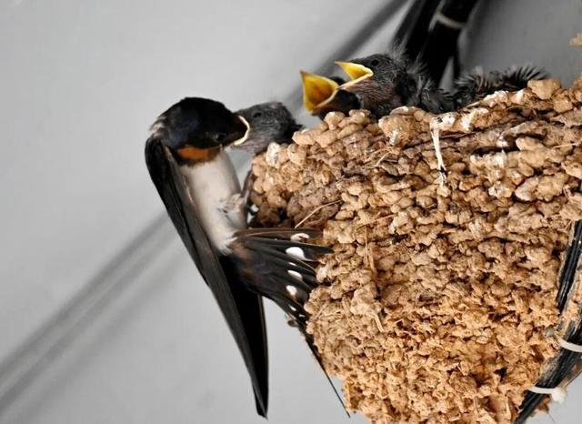 面对冻僵的燕子我们能做什么