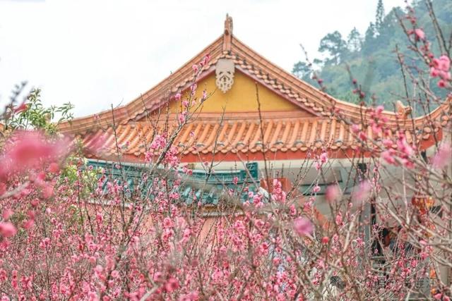 美翻啦！福州这里梅花初绽，等你来赏！