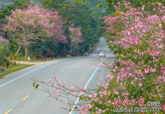 美丽异木棉迎冬绽放 扮靓环热带雨林国家公园旅游公路