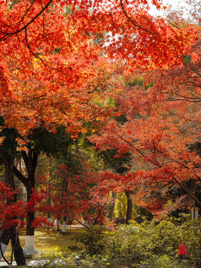 红红红红！红“枫”了！