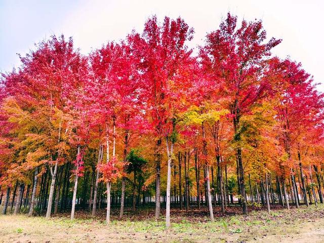 层林尽染时，邂逅北京的秋日斑斓