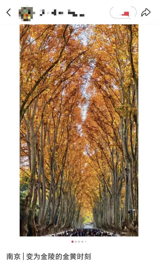 这是今天的南京梧桐大道！