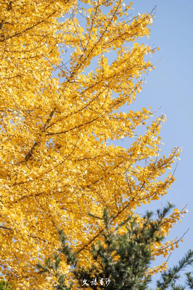 周末放晴！来长沙县这些地方“撒欢”吧！