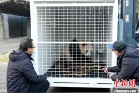 大熊猫“星秋”“怡兰”启程赴澳大利亚阿德莱德动物园图片