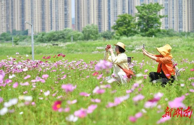 洋湖花海醉游人