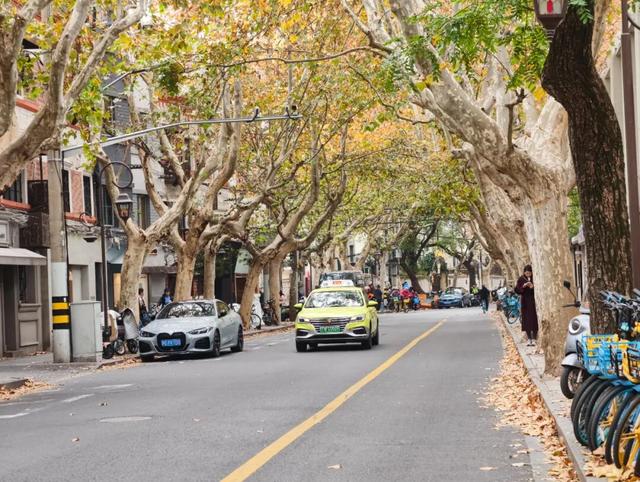 静安落叶景观道已就位！限时“治愈系地毯”已铺好，周末散步指南→