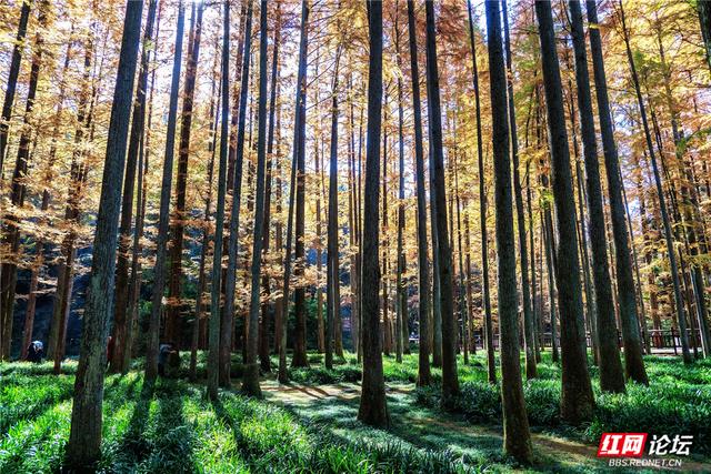 【每日一图@湖南】刷屏预警！靖州排牙山千亩水杉林绝美上线