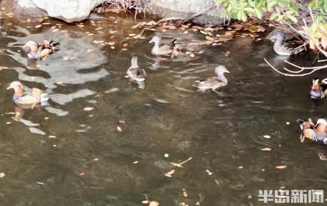 十余只鸳鸯“做客”崂山龙潭水库 深秋生态画卷添灵动生机