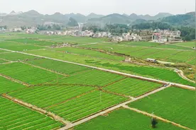 广顺：发挥桥头堡作用，全力打造国家农业产业强镇样板图片