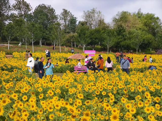 秋日顶流邂逅，在张家楼画美达尼遇见红枫的热烈与粉黛的温柔