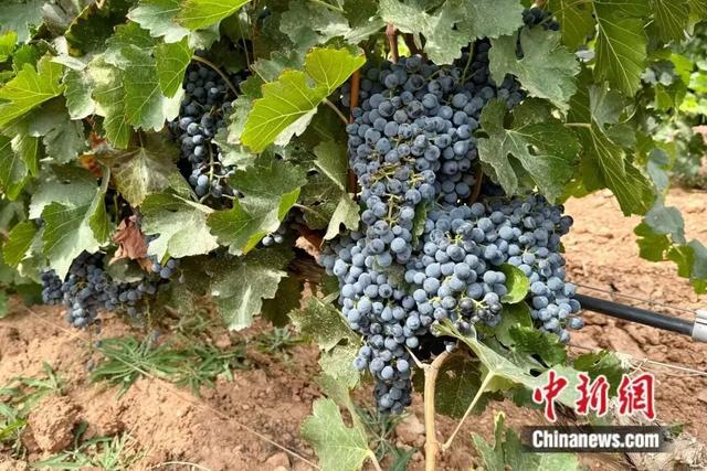 人这一辈子，一定要来宁夏见证“籽籽同心”的力量！