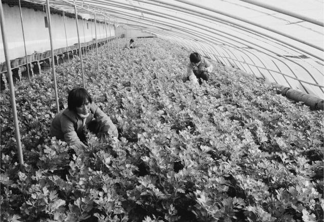 温故｜全球仅6个首都拥有！北京地热：从皇家汤泉流进千家万户