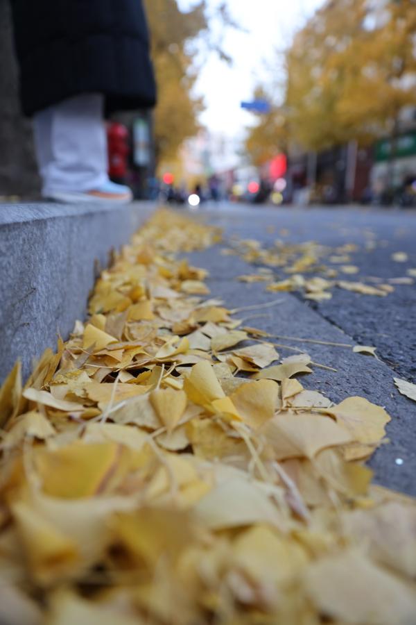 局门路百米银杏长廊热度飙升，找到这个隐藏打卡机位分分钟拍出金秋绝美大片