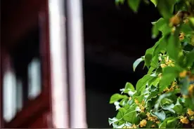 赏桂指南，一起打开上海的秋天图片