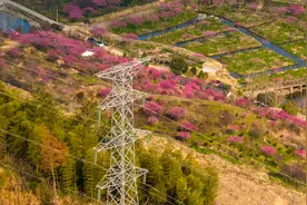 杭州桐庐：艳梅扮春景 电助花满园图片