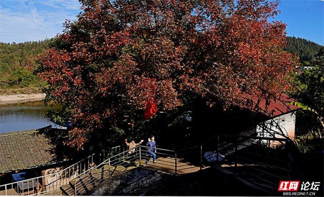 岁暖时刻丨无需远行，中坡山便是怀化的诗与远方