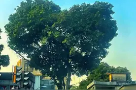 火了火了，广州这棵树太有爱了图片