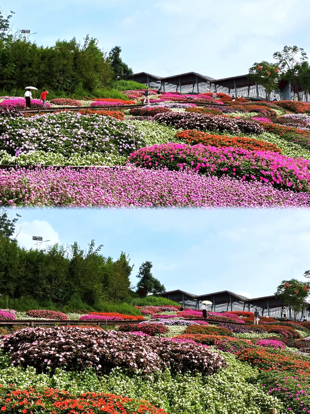 9月贵阳赏花地图｜这些绝美花海，承包你的初秋浪漫！