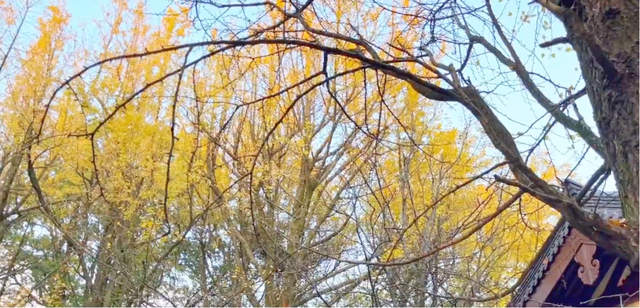 金黄染江南！浙江6大银杏秘境，藏着最温柔的初冬