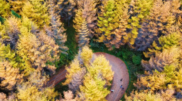 红红红了！红叶最佳观赏期已至！游玩安全记心中→