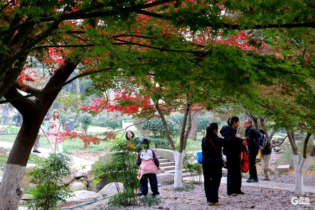中山公园枫林涧：冬意渐浓，“枫”景上线！