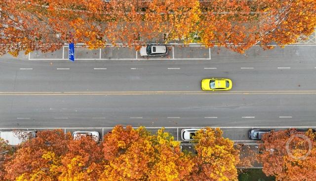 湿地公园 冬景如画