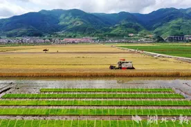 保康：收麦插秧两头忙 又是一年好“丰”景图片