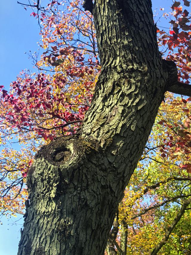 晚潮｜乌桕染秋路　霜叶读杭城
