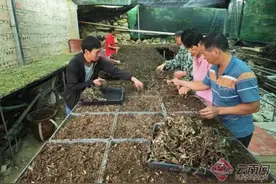 “方寸地”变“聚宝盆” 云南文山西畴庭院经济美村富民图片