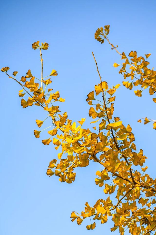 美“枫”了！九峰村迎来颜值巅峰！